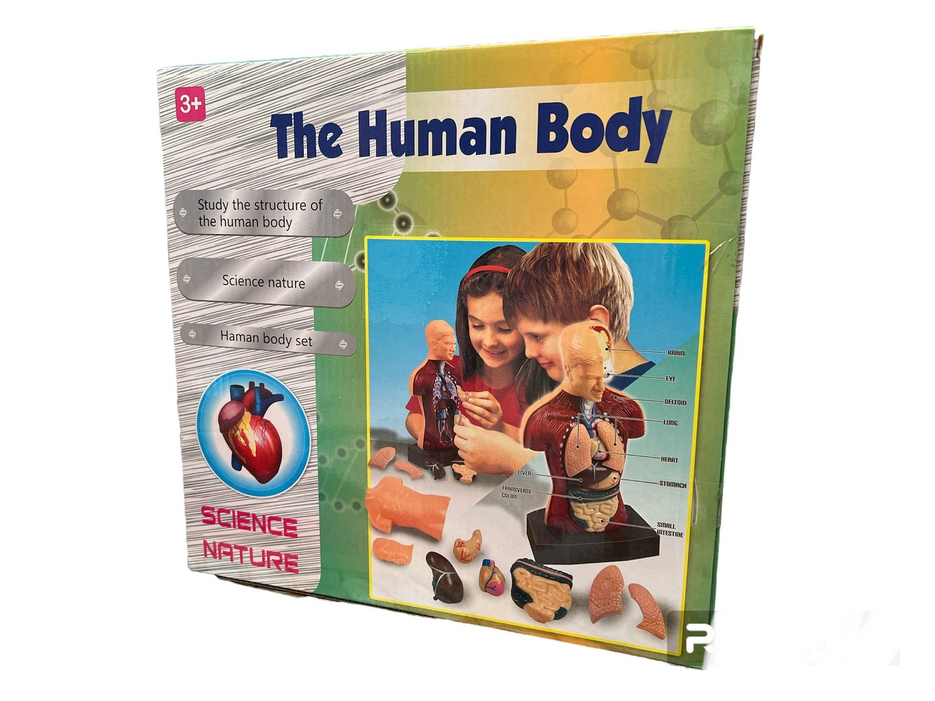 İnsan Vücud Maketi 23 cm